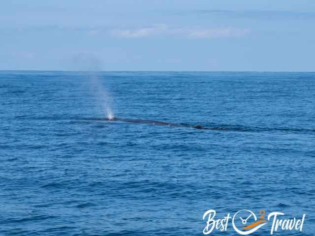 A sperm whale breathing.