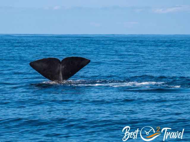 The Fluke of the sperm whale