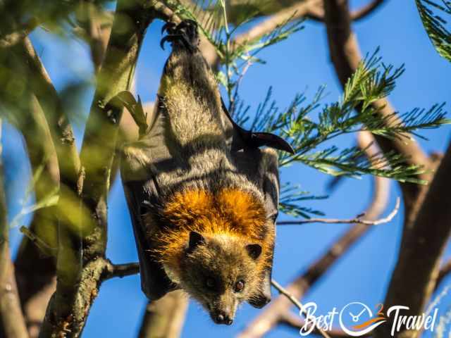 Tha face of a flying fox