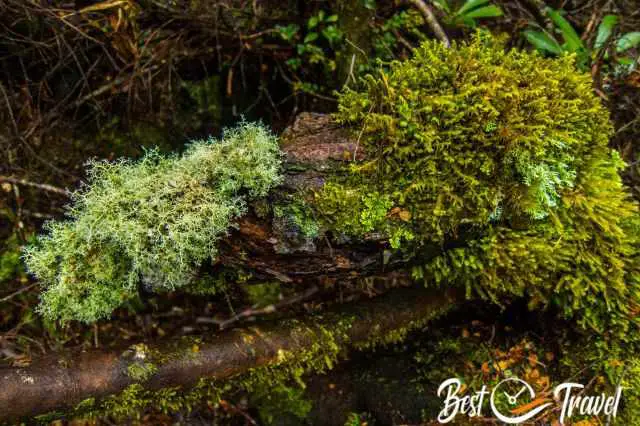 Moss covered forest floor and trunks.