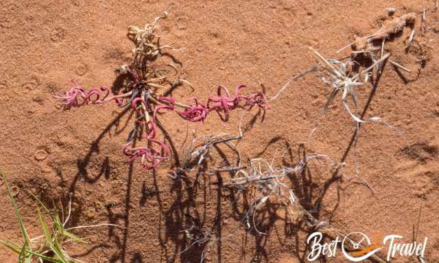 A pink plant in the desert