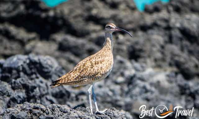 A brown bird with a long beak in Isabel Galapagos