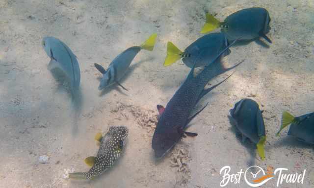 Colourfull fishes around Galapagos