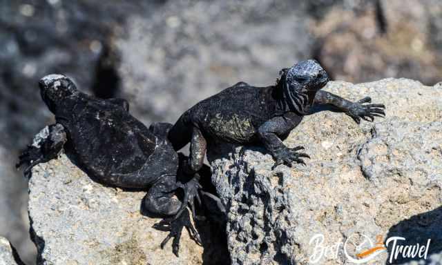 Two young and dark iguanas with a blue head.