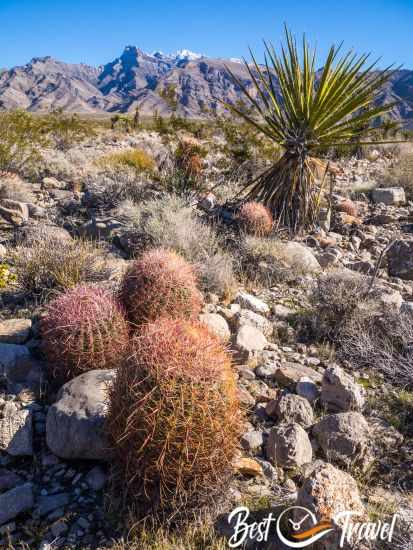 Cacti and a palm in the desert with snow capped mountains