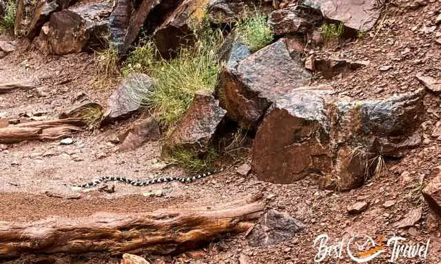 California Kingsnake on the Bright Angel Trail