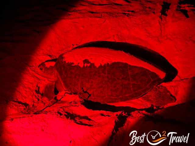 A green sea turtle is laying eggs at the beach at night.