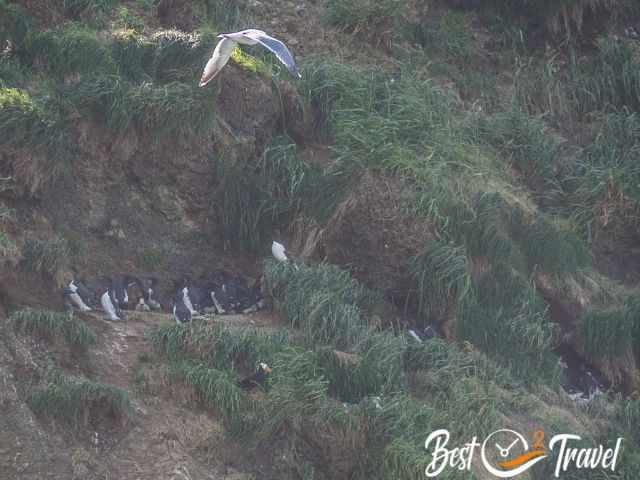 Several types of birds and their nests and burrows