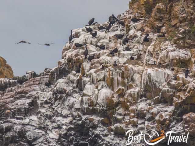 A colony of cormorants and pelicans are flying above the rock.