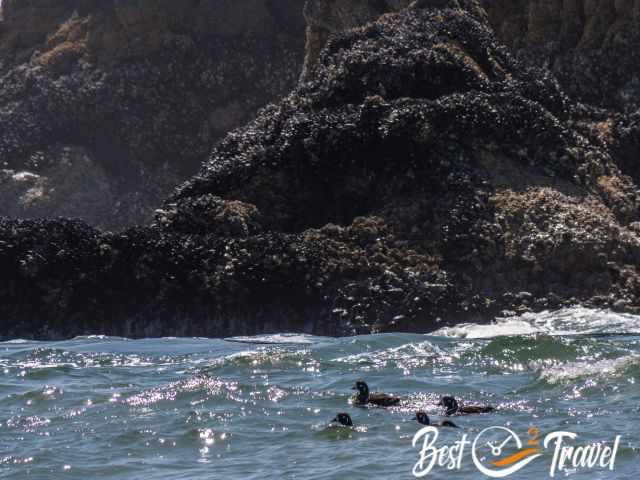 Ducks swimming in the sea