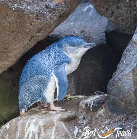 A fairy or blue penguin in St. Kilda in Melbourne