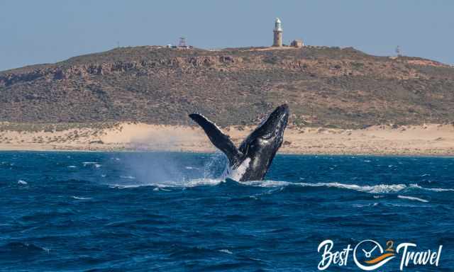 A breaching whale in front of a lighthouse