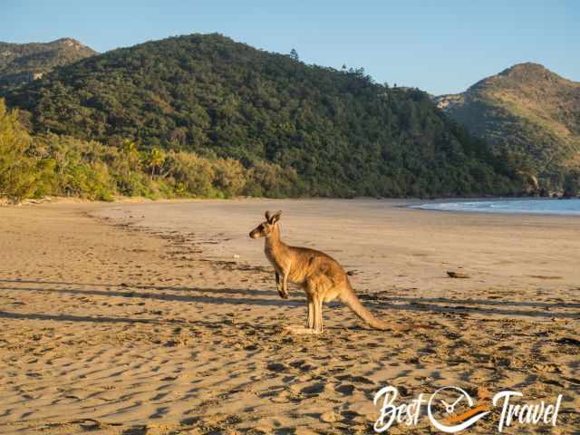 A standing kangaroo on the beach.
