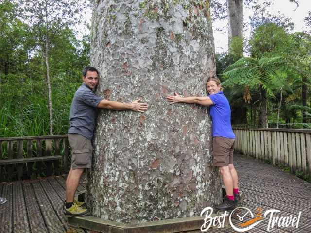 Two people standing on a wooden platform and embracing an old kauri tree.