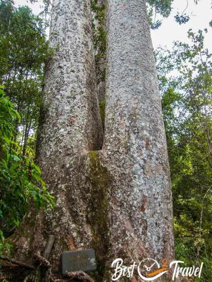 Twin kauri trees growing side by side and joined at the base, known as the Siamese Kauri.