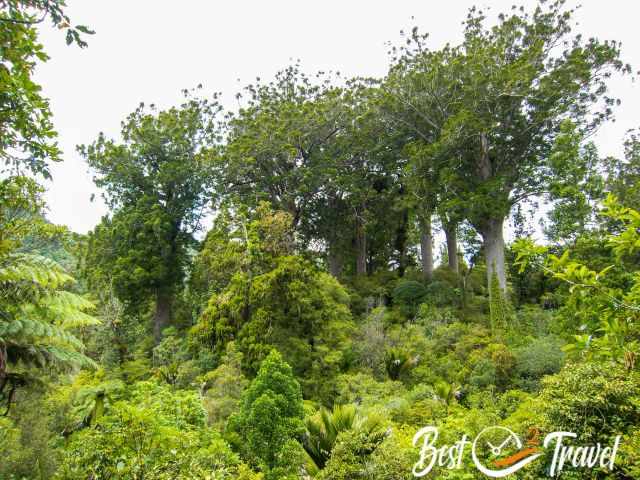 Large kauri trees standing tall in dense native forest, surrounded by ferns and lush vegetation.