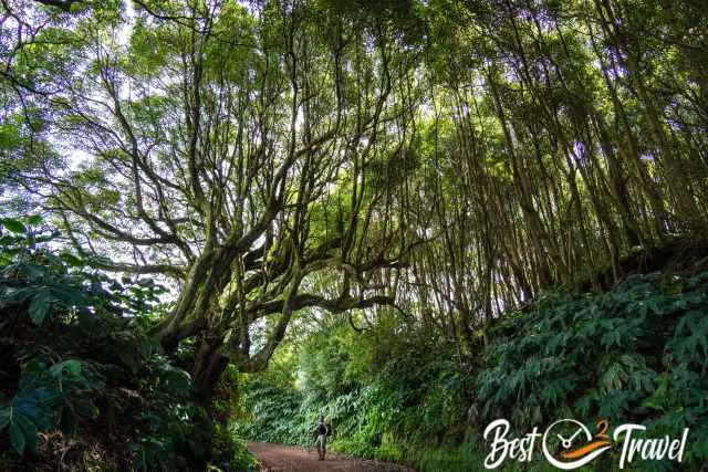 The unique forest at the Lagoinha Hike