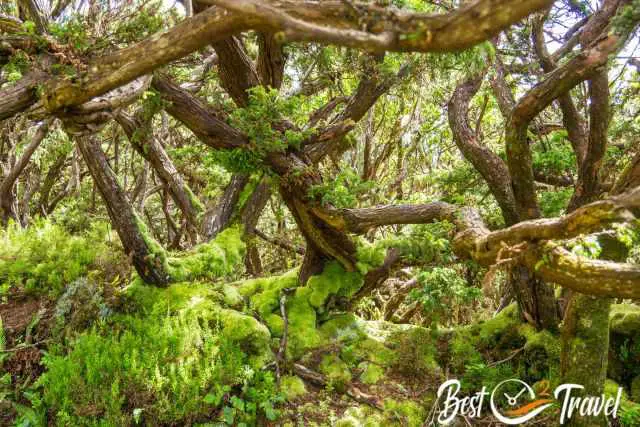 Mosses and lichen dominate the pristine forests.