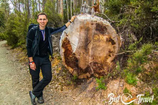 A hiker next to an immense fallen tree along a hiking path.