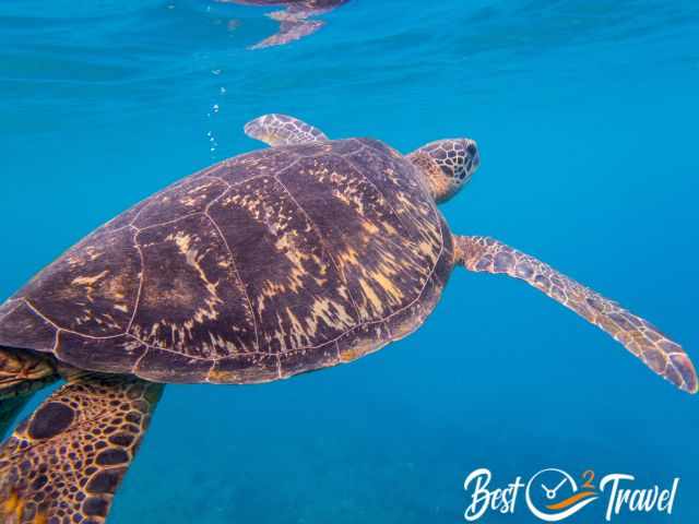 A green sea turtle shortly before breathing above the surface.