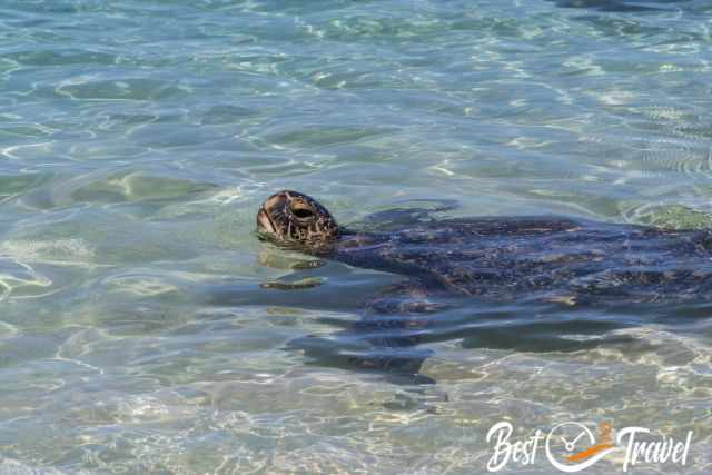 A green sea turtle is putting out the head to breath