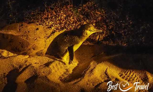 A penguin wading through the sand.