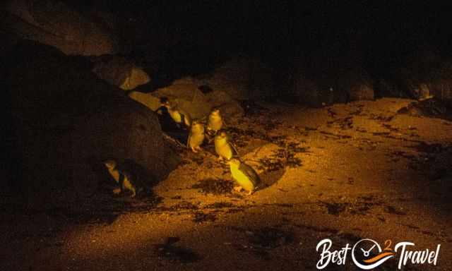 A group of little penguins arrived at Low Head Beach