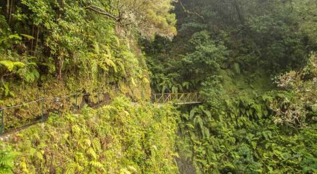 Levada dos Cedros covered in moss and ferns.