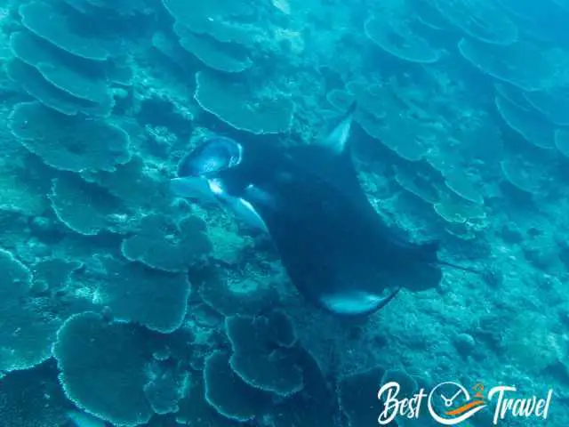 A huge manta in a depth of about 7 meters therefore fewer light.