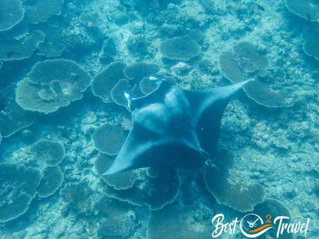 A manta ray above a deeper reef.