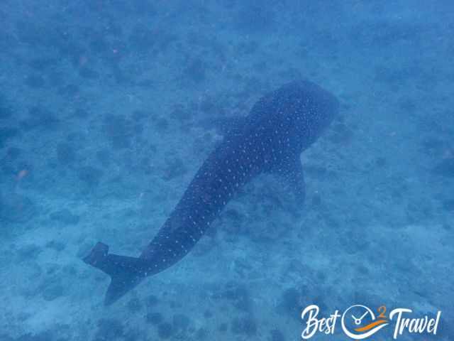 An injured juvenile whale shark.