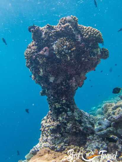 A coral tree at the edge of the reef.