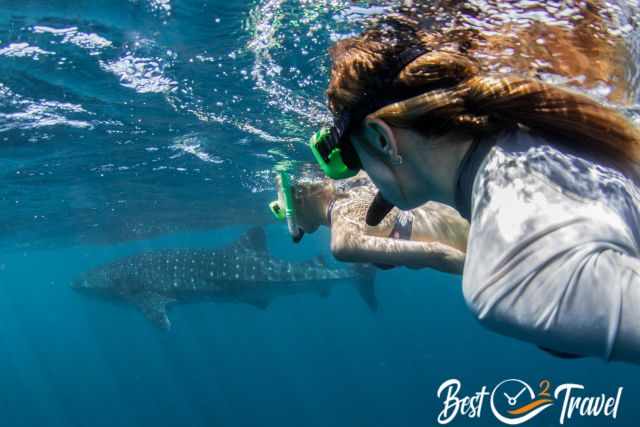 Whale Shark and snorklers