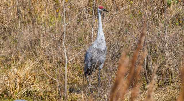 Birding at Three Sisters - Crane