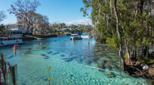 Hundreds of manatees at the main spring