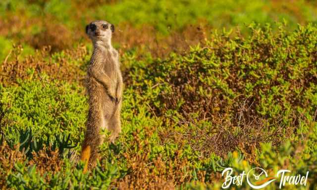 One meerkat close