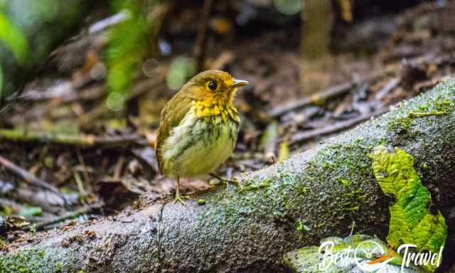 Ochre-breasted Antpitta sitting on the forest floor.