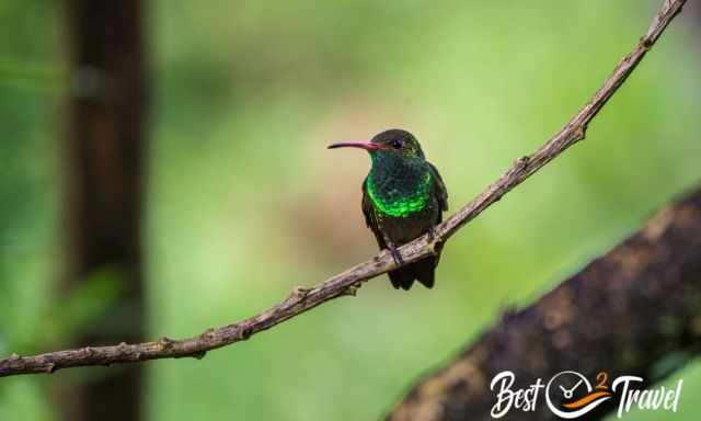 A zoom photo of a green, blue, and yellow shimmering hummingbird on a branch