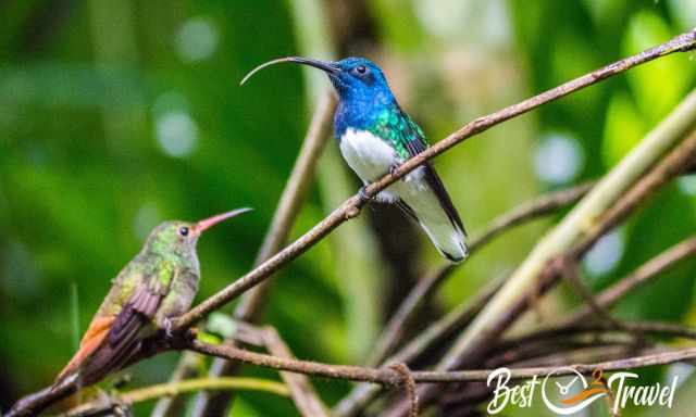 Two different hummingbird species on branches