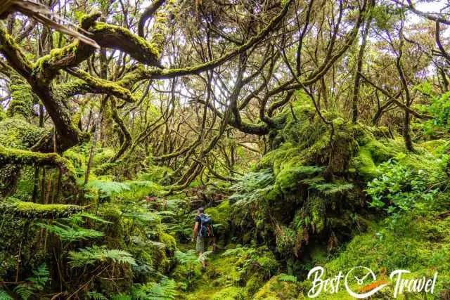 The Misterios Negros Trail and a hiker