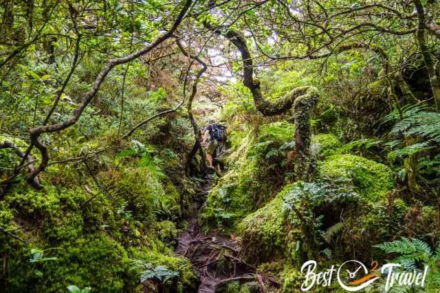 The narrow and wild track