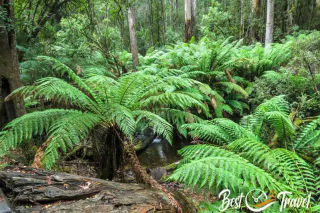 Huge Fern Trees at Russell Falls Creek