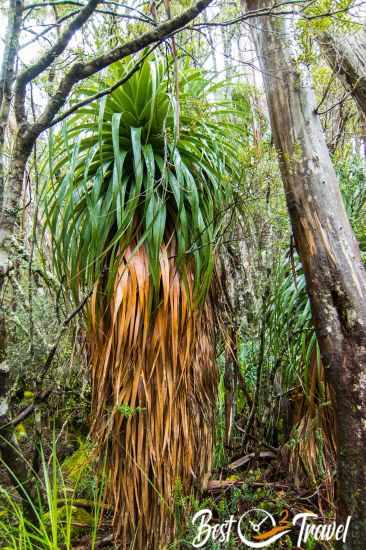 Vegetation at Lake Dobson 