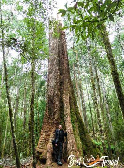 A hiker in front of such a high tree in the forest of Mount Field