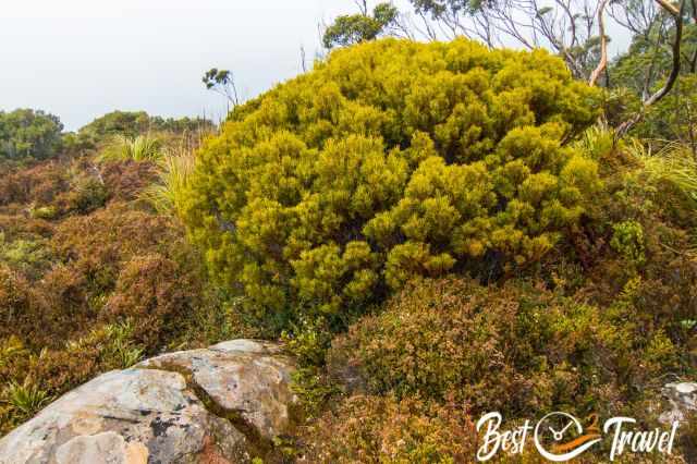 The vegetation and heather at Tarn Shelf