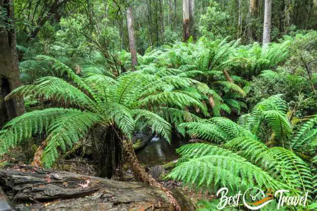 Dense rainforest full of fern trees.