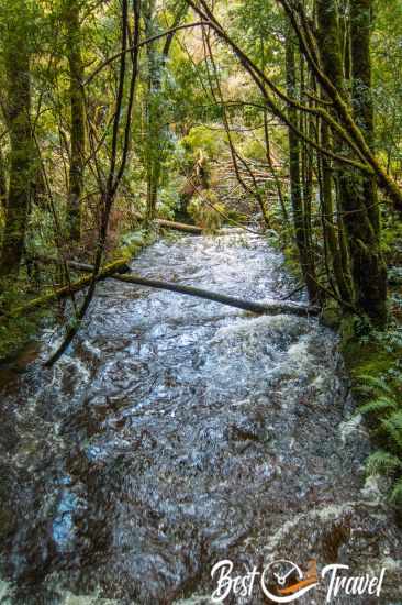 The rainforest and the immense high river