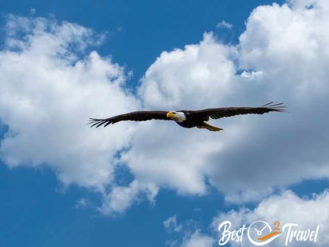 An American Sea Eagle at one of the Olympic Beaches