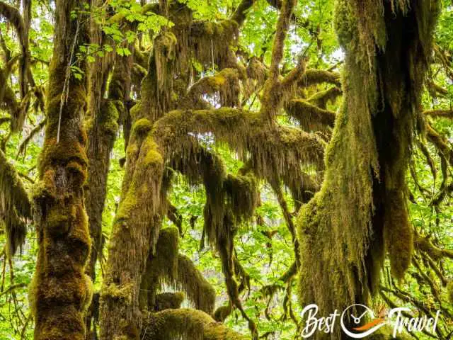 Branches full of old man's beard lichen in the Hoh Rainforest.