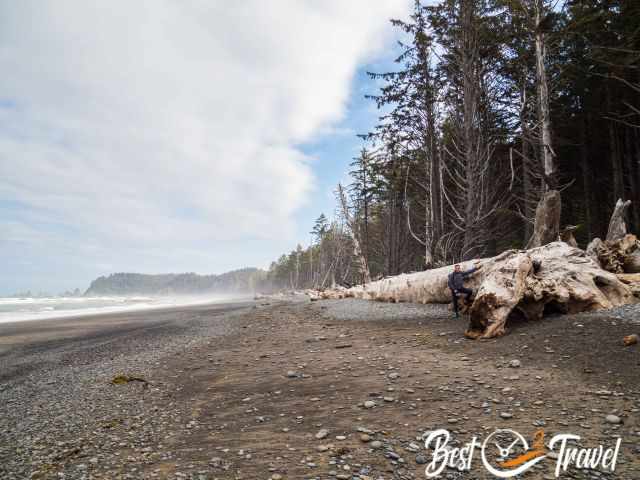 The endless seaming Rialto Beach with driftwood.